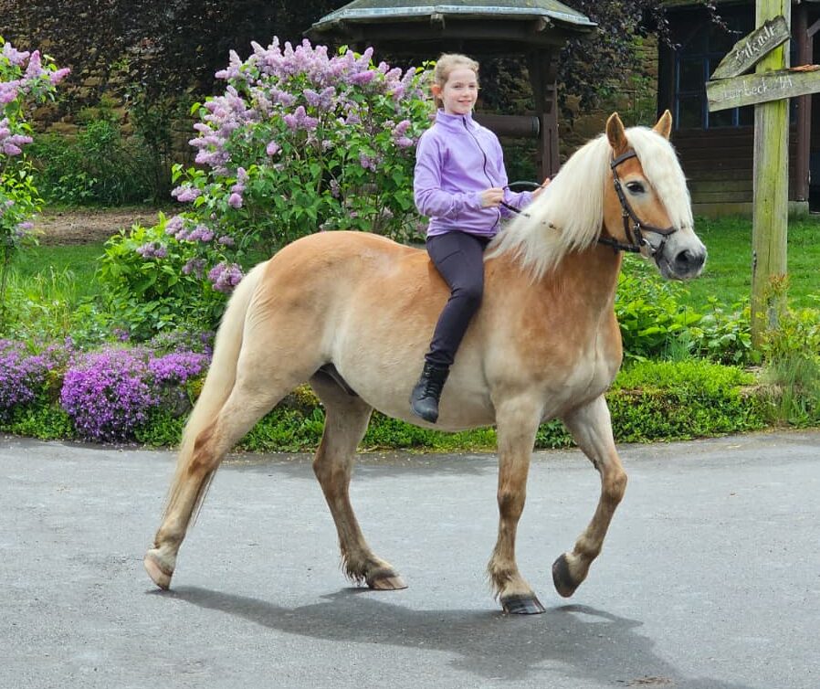 Tochter reitet Haflinger